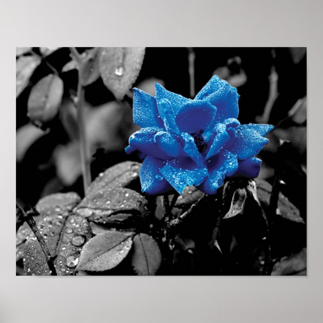 Blue Rose selective color photo Poster (Front)