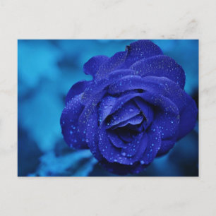 Blue Rose with Dew Drops Postcard