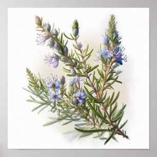 Blue Rosemary Flowers Art Print Poster