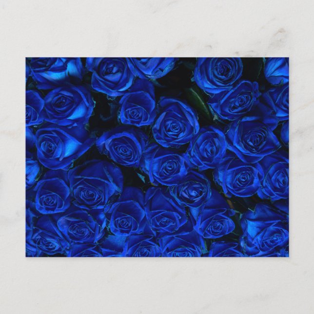 Blue Roses Postcard (Front)