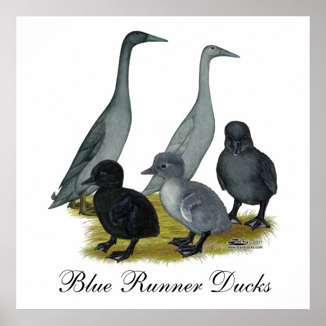 Blue Runner Duck Family Poster (Front)