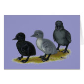 Blue Runner Ducklings (Front Horizontal)