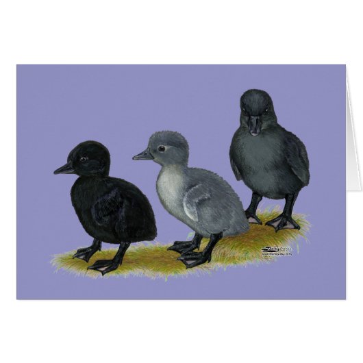 Blue Runner Ducklings Cards (Front Horizontal)