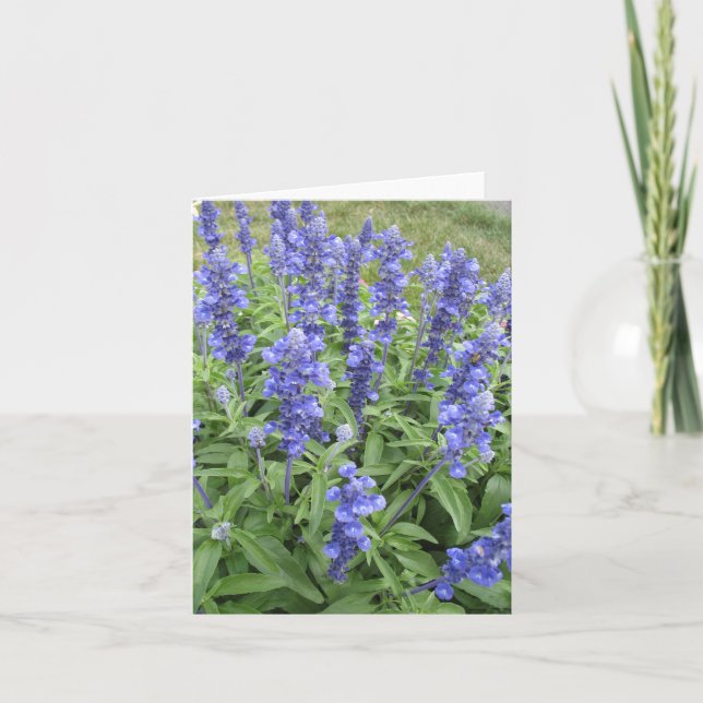 Blue Salvia garden flowers blank note card (Front)