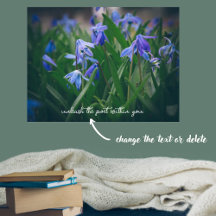 Blue scilla flowers in the spring garden