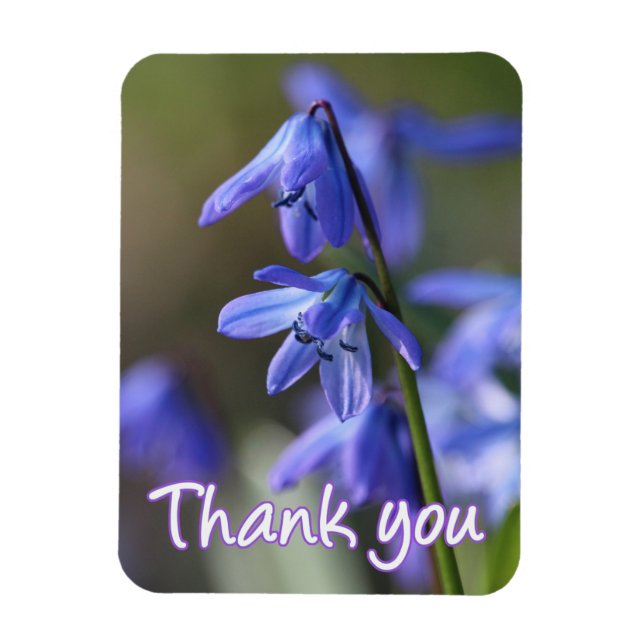 Blue Scilla siberica (Wood Squill) Flowers Magnet (Vertical)