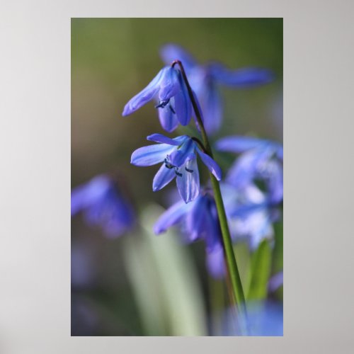 Blue Scilla siberica Wood Squill Flowers Poster