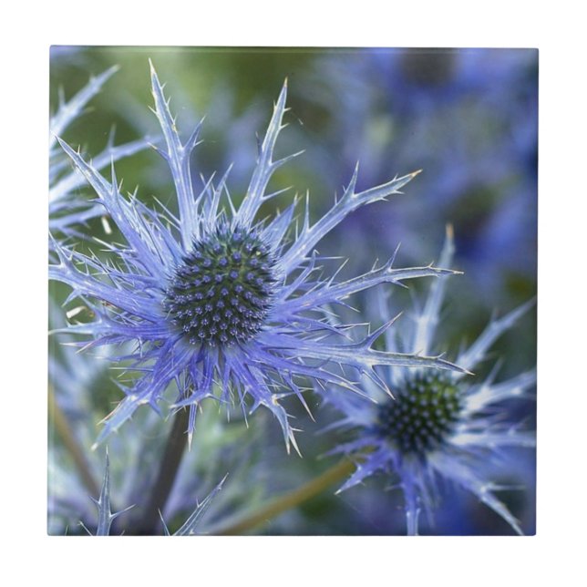 Blue Sea Holly Thistle Ceramic Tile (Front)