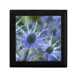 Blue Sea Holly Thistle Gift Box