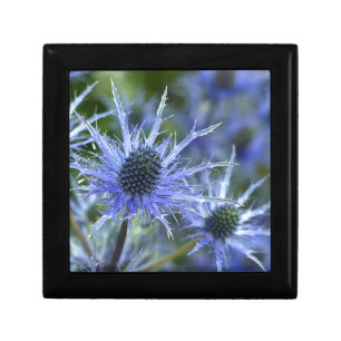 Blue Sea Holly Thistle Gift Box