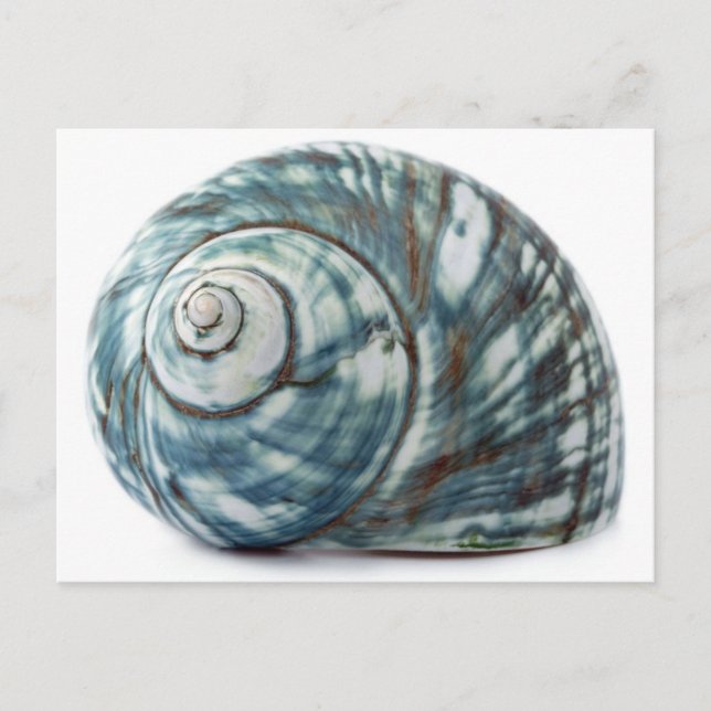 Blue Sea Shell Postcard (Front)