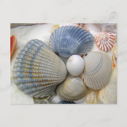 Blue Seashell Photography Postcards