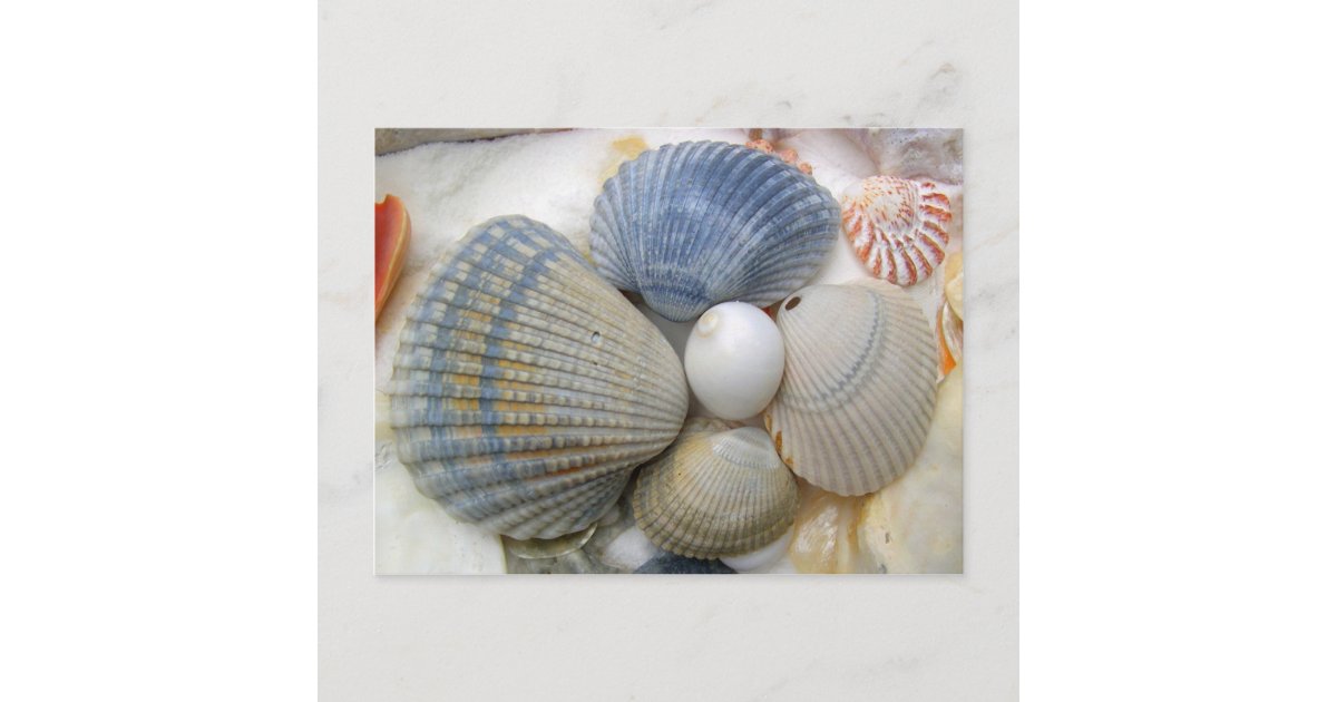 Seashells by MillhillCollecting the Popular Scallop Seashell