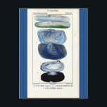 blue seashells vintage botanical French beach art Postcard<br><div class="desc">Perfect for the lake house, or anyplace you want to be reminded of the sea, this elegant vintage botanical print is taken from an old French zoology book. A row of shells, all tinted blue, are surrounded by French writing. This drawing is the first of a set of two -...</div>