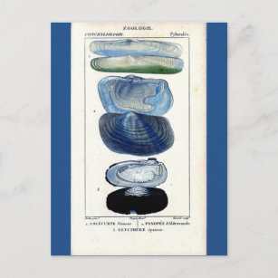blue seashells vintage botanical French beach art Postcard