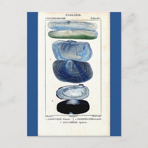 blue seashells vintage botanical French beach art Postcard