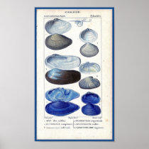 blue seashells vintage botanical French ocean art Poster