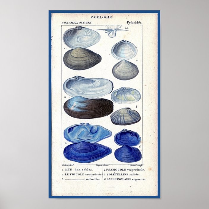 Wallpaper Blue Seashells Vintage Botanical French Ocean Art Poster Zazzle Com Desktop Wallpaper