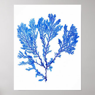 Blue Seaweed Print No. 3 Coastal Botanical Print.