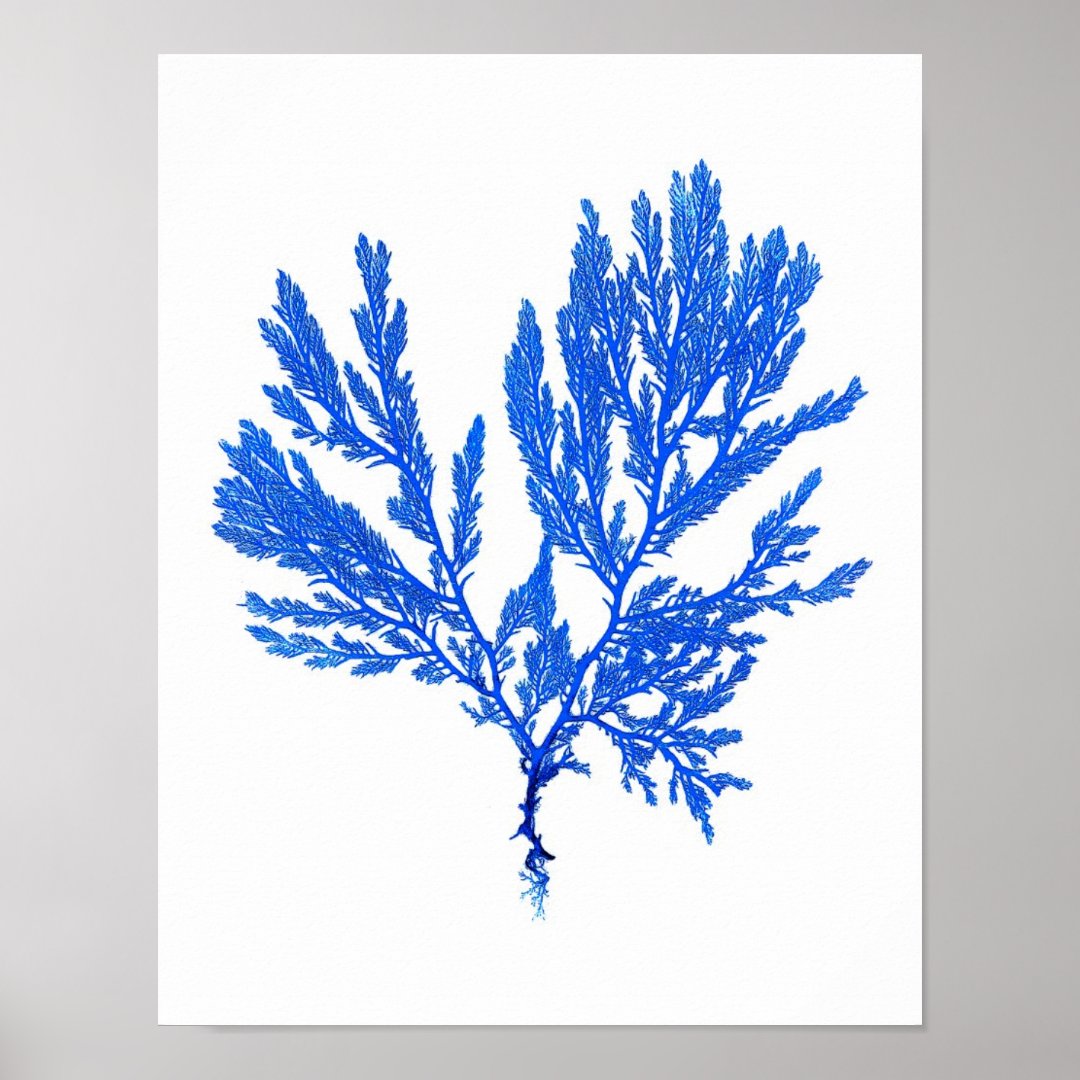 Blue Seaweed Print No. 4 Coastal Botanical Print. | Zazzle