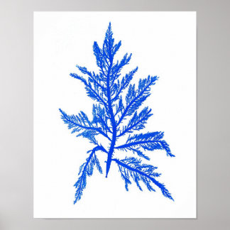 Blue Seaweed Print No. 7 Coastal Botanical Print.