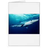 Blue Shark (Front)