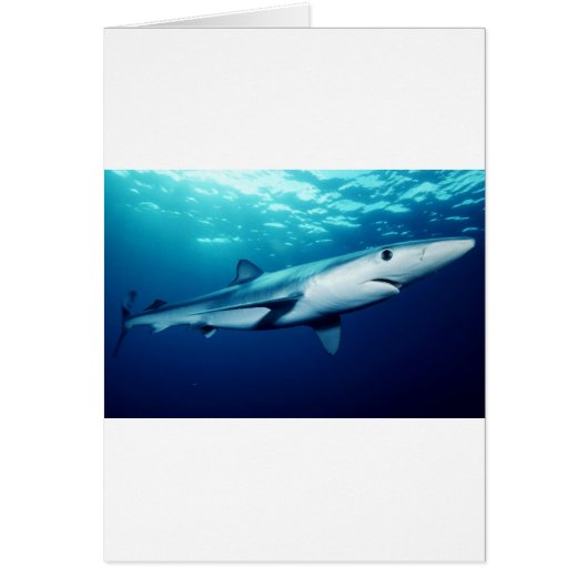 Blue Shark (Front)