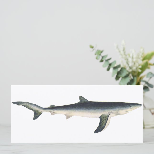 Blue Shark, Vintage Aquatic Ocean Marine Life (Standing Front)