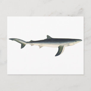 Blue Shark, Vintage Aquatic Ocean Marine Life Postcard