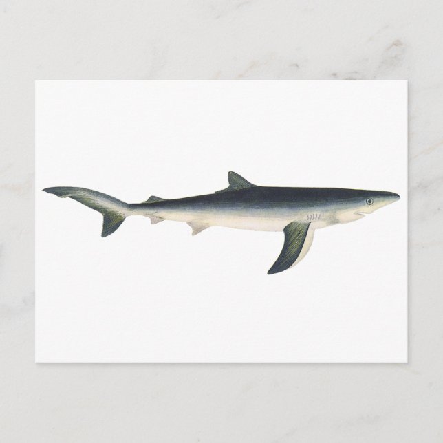 Blue Shark, Vintage Aquatic Ocean Marine Life Postcard (Front)