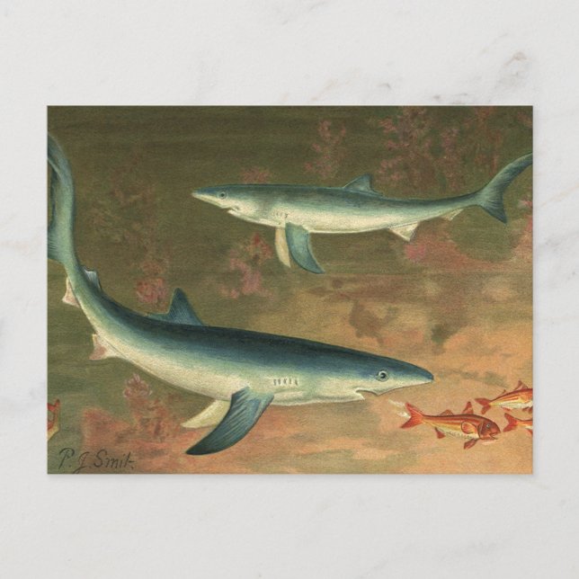 Blue Sharks Eating Fish, Vintage Marine Life Postcard (Front)