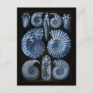Blue Shells Postcard