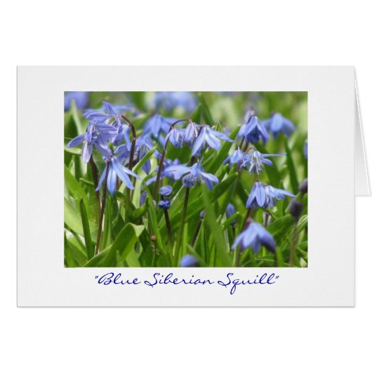 "Blue Siberian Squill" Cards (Front Horizontal)
