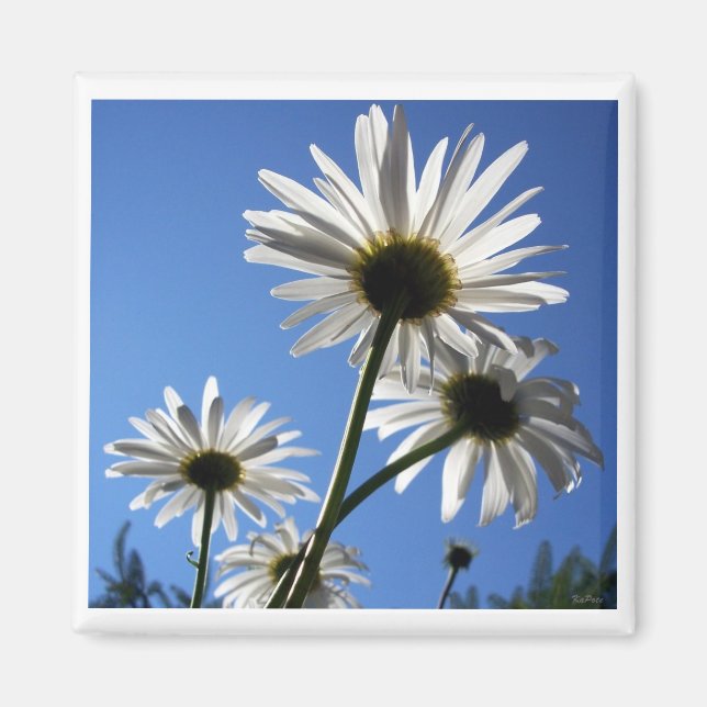 Blue Skies Bloomin Daisies Magnet (Front)