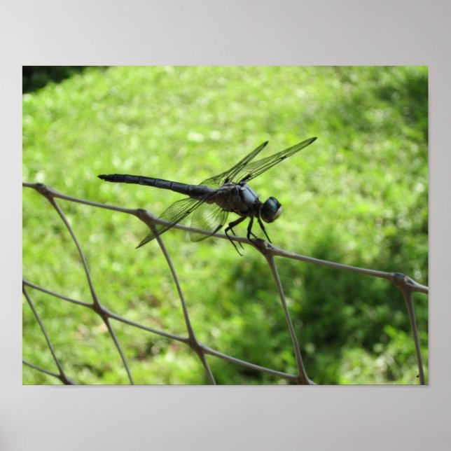Blue Skimmer Poster (Front)