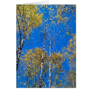 Blue Sky and Poplars Cards
