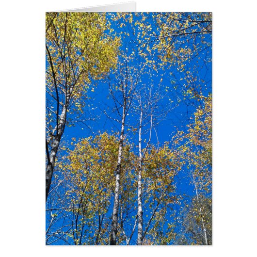 Blue Sky and Poplars Cards (Front)