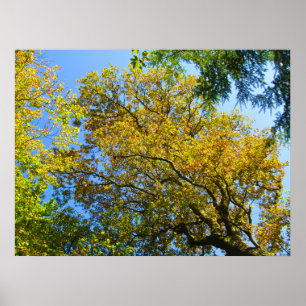 Blue Sky & Autumn Foliage - Personalized Poster