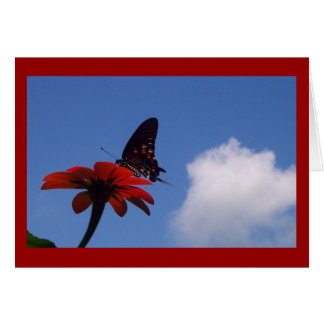 Blue Sky Butterfly! Cards