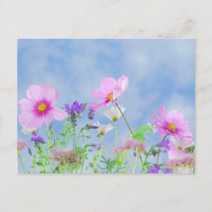 Blue Sky Field of Wildflowers Pastel Floral Photo Postcard