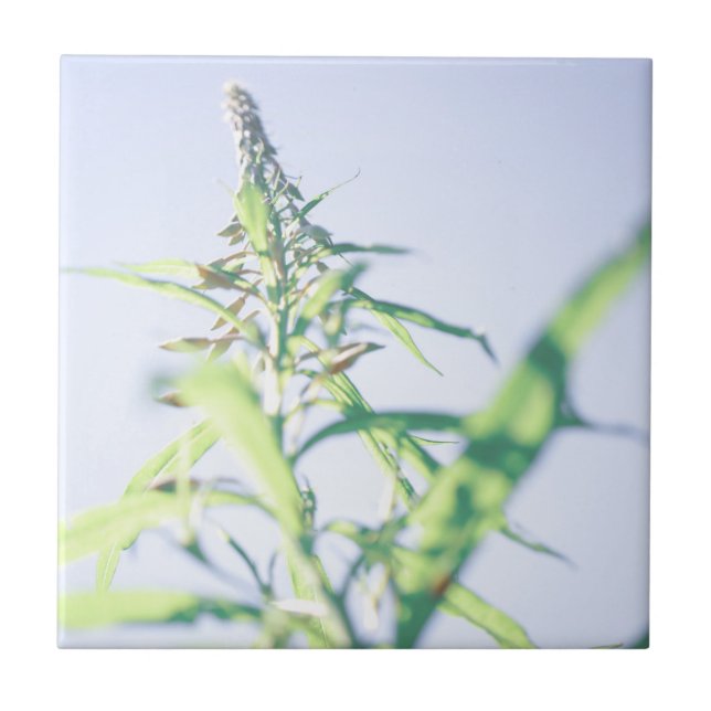 Blue Sky Green Plant Leaves Purple Flowers Ceramic Tile (Front)