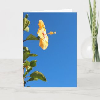 Blue Sky Hibiscus Card