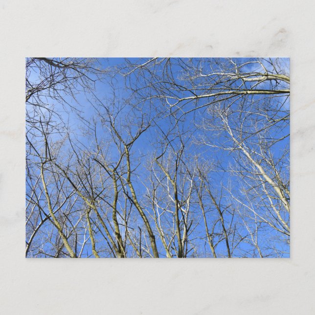 Blue Sky , Trees in Winter Postcard (Front)