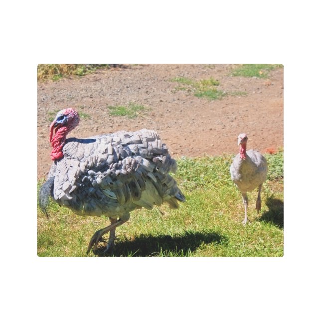 Blue Slate Thanksgiving Day Turkey Metal Print (Front)