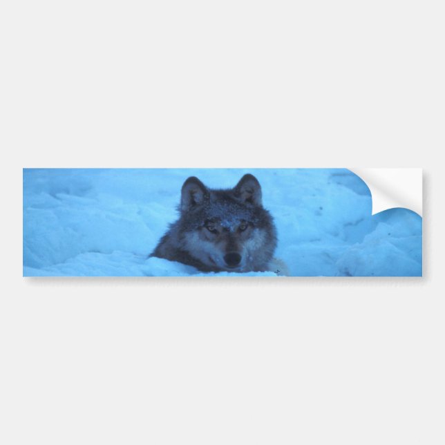 Blue Snow Timber Wolf Bumper Sticker (Front)