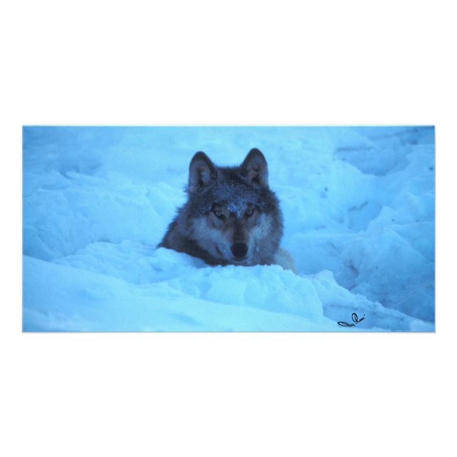 Blue Snow Timber Wolf Photo Card (Front)
