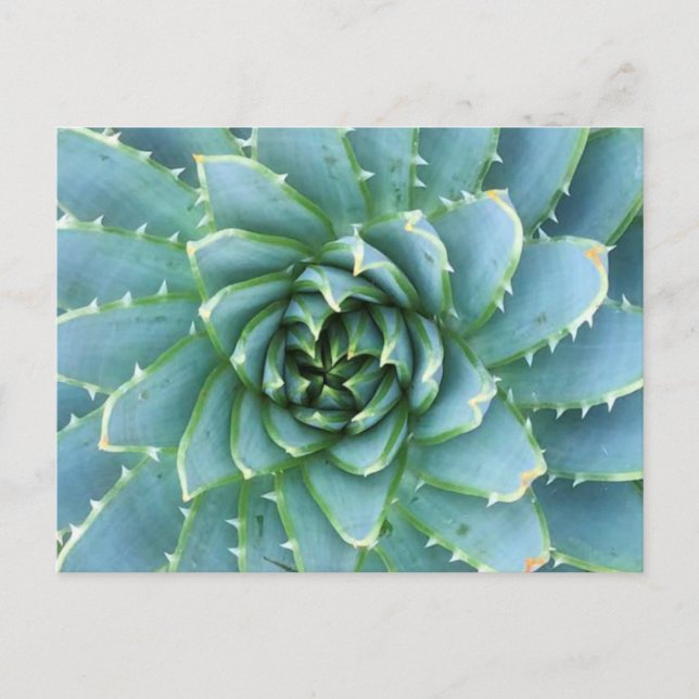 Blue Spiral Aloe Post Card (Front)
