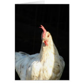 Blue Splash Hen (Front)