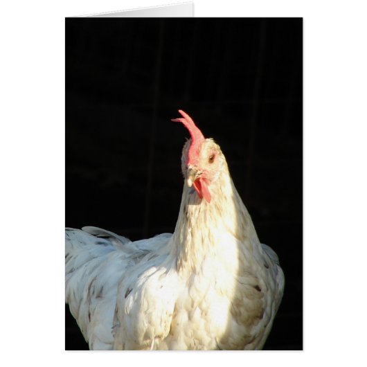 Blue Splash Hen Cards (Front)
