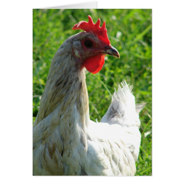 Blue Splash Hen Cards (Front)